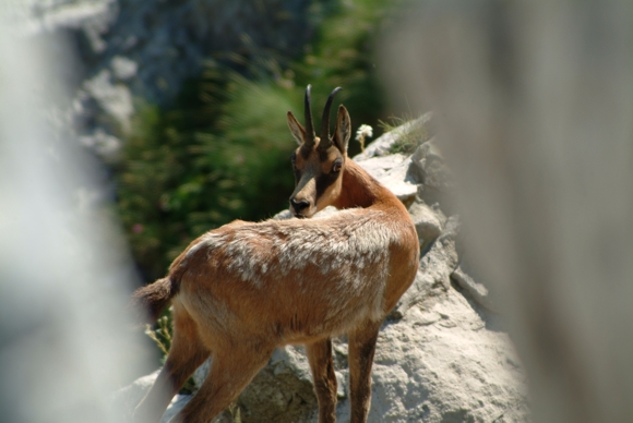 Camoscio d''Abruzzo Rupicapra pyrenaica ornata